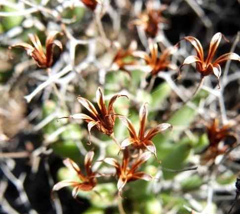 Tylecodon reticulatus subsp. reticulatus dry fruit husks