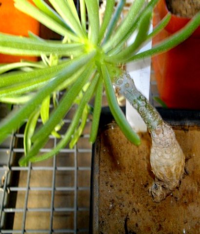 Tylecodon striatus 