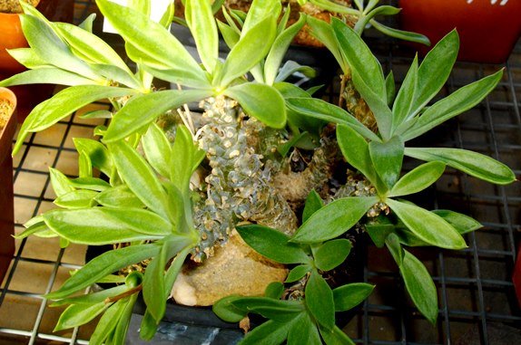 Tylecodon ventricosus