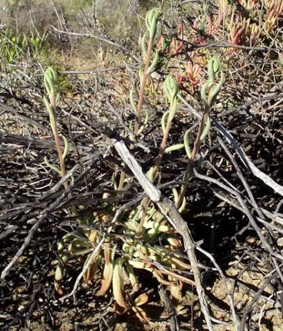 Tylecodon ventricosus stems ignoring obstacles