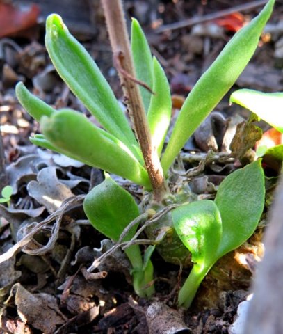 Tylecodon ventricosus small stems