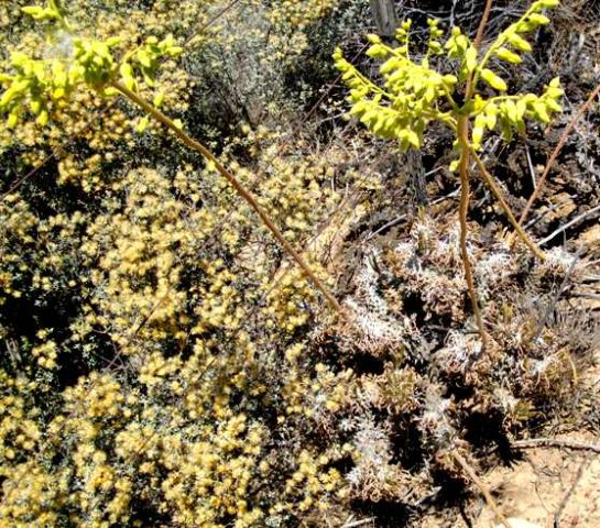 Tylecodon wallichii subsp. wallichii in flower