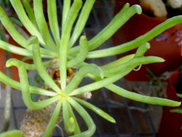 Tylecodon cacalioides