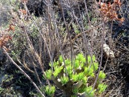 Tylecodon cacalioides mature plant