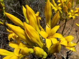 Tylecodon cacalioides buds