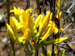 Tylecodon cacalioides, the sulphur butterbush