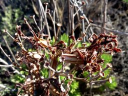 Tylecodon cacalioides dry flower remains