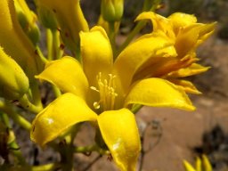 Tylecodon cacalioides flower