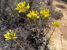 Tylecodon cacalioides midsummer blooming