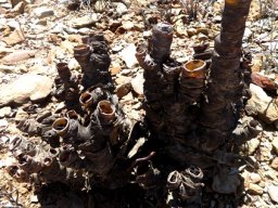 Tylecodon cacalioides that was