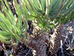 Tylecodon cacalioides leaves and stems