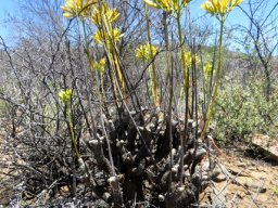 Tylecodon