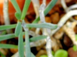 Tylecodon fragilis