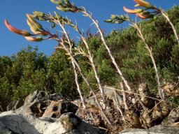 Tylecodon grandiflorus stalk bracts but no stem leaves