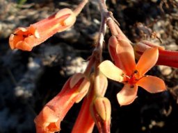 Tylecodon grandiflorus inflorescence