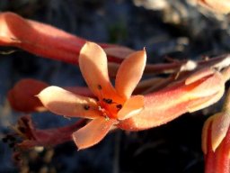 Tylecodon grandiflorus flower