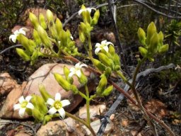 Tylecodon leucothrix white flowers