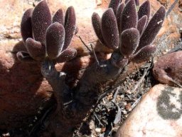 Tylecodon leucothrix darkened leaves