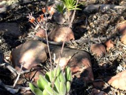 Tylecodon leucothrix old, dry flowers