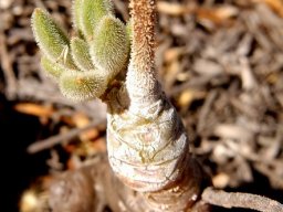 Tylecodon leucothrix