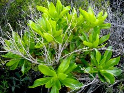Tylecodon paniculatus leaves