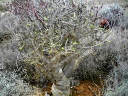 Tylecodon paniculatus new beginnings