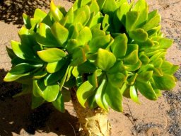 Tylecodon paniculatus