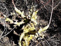 Tylecodon paniculatus bulges and knobs