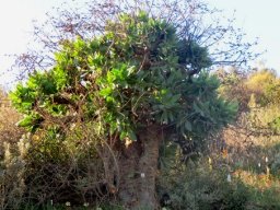 Tylecodon paniculatus, a big one
