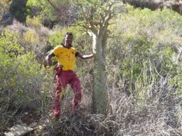 Tylecodon paniculatus, a tall one