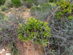 Tylecodon paniculatus new and old floral growth