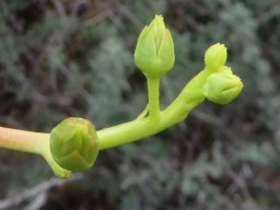 Tylecodon paniculatus buds