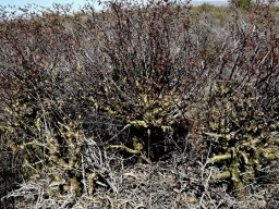 Tylecodon paniculatus, three of them