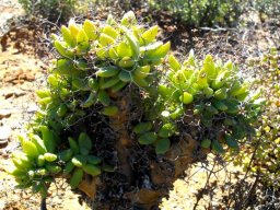 Tylecodon reticulatus subsp. reticulatus elliptic leaves