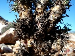 Tylecodon reticulatus subsp. reticulatus