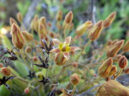 Tylecodon reticulatus subsp. reticulatus buds and flower