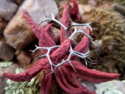 Tylecodon reticulatus subsp. reticulatus distress