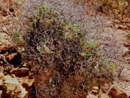 Tylecodon reticulatus subsp. reticulatus ready for winter
