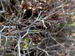 Tylecodon reticulatus subsp. reticulatus seeds dispersed