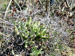 Tylecodon reticulatus subsp. reticulatus dry inflorescence remains