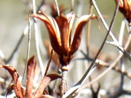 Tylecodon reticulatus subsp. reticulatus shapes copied by potters