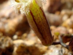 Tylecodon similis flower