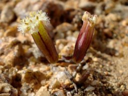 Tylecodon similis