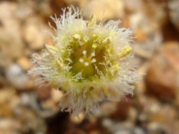 Tylecodon similis flower from above