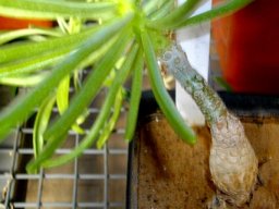 Tylecodon striatus 