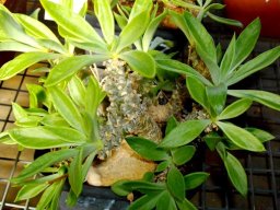 Tylecodon ventricosus