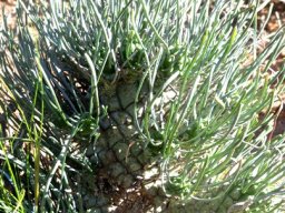 Tylecodon wallichii subsp. ecklonianus stem tubercles
