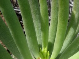 Tylecodon wallichii subsp. wallichii flowering announced