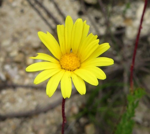 Ursinia anethoides flowerhead
