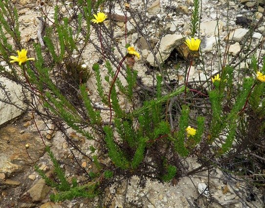 Ursinia anethoides